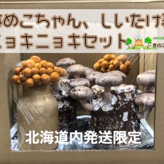 きのこ茶ブレンド きのこ王国 通信販売